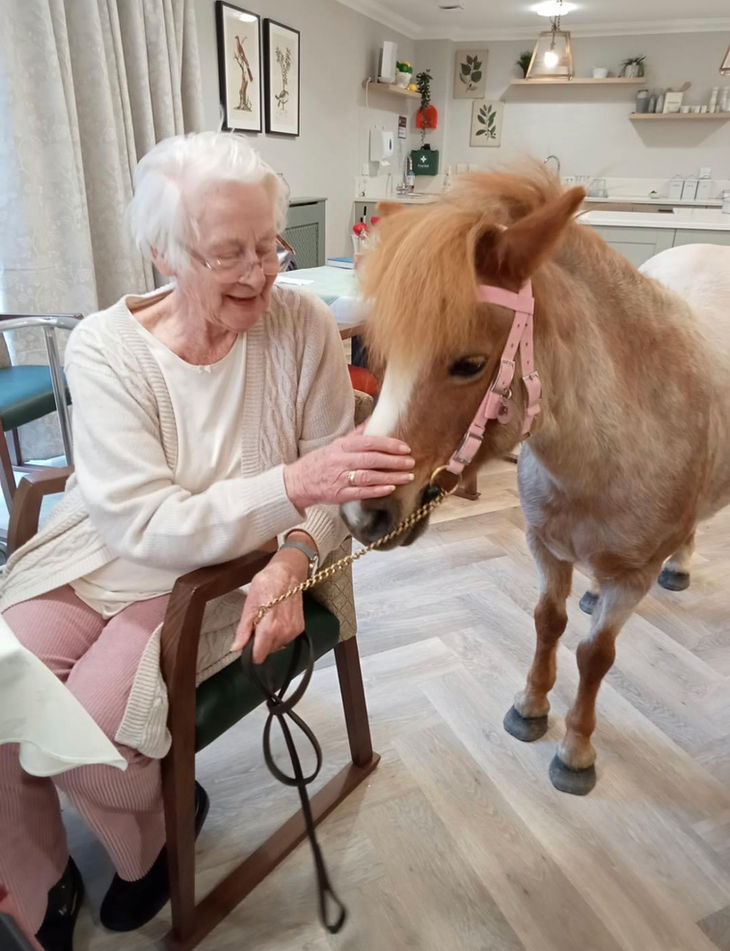 Pony therapy Care home visits pony experiences therapy ponies