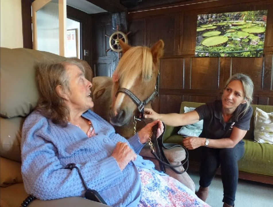 Pony therapy Care home visits pony experiences therapy ponies