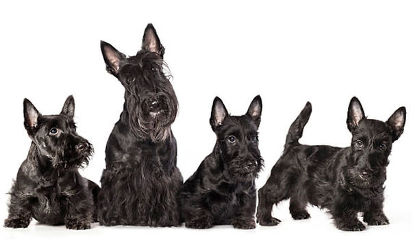 La passion des Chiens