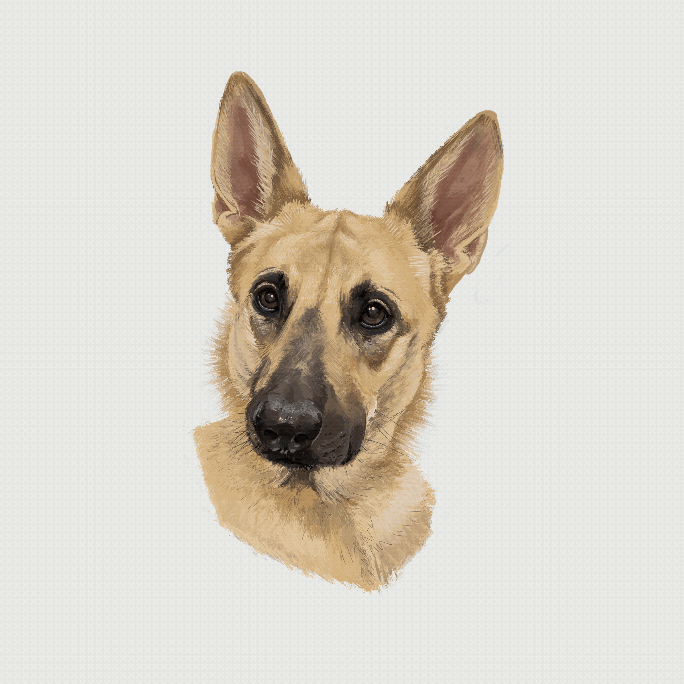 pet.gif