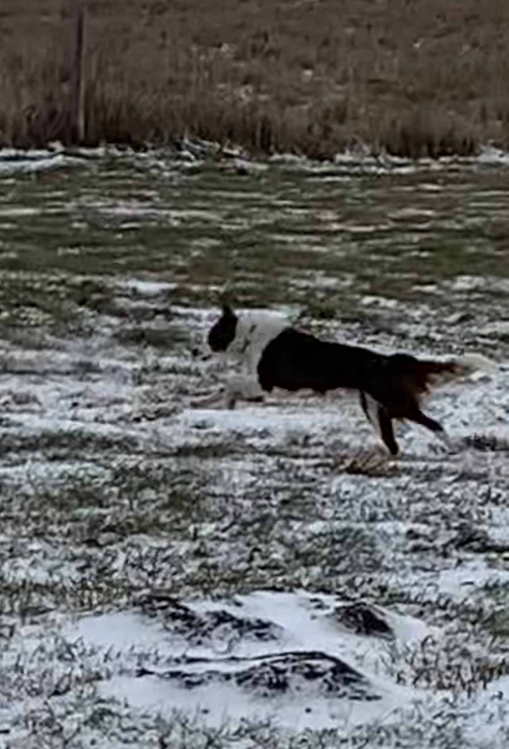 Medicine lake bcs our border collies medicine lake bcs