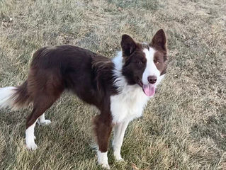 Ten Things You Didn't Know About Border Collies