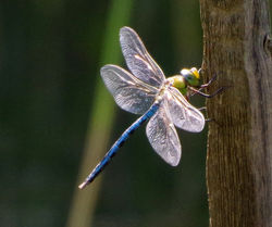 65-IMGP5443
