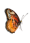 butterfly transparent.png