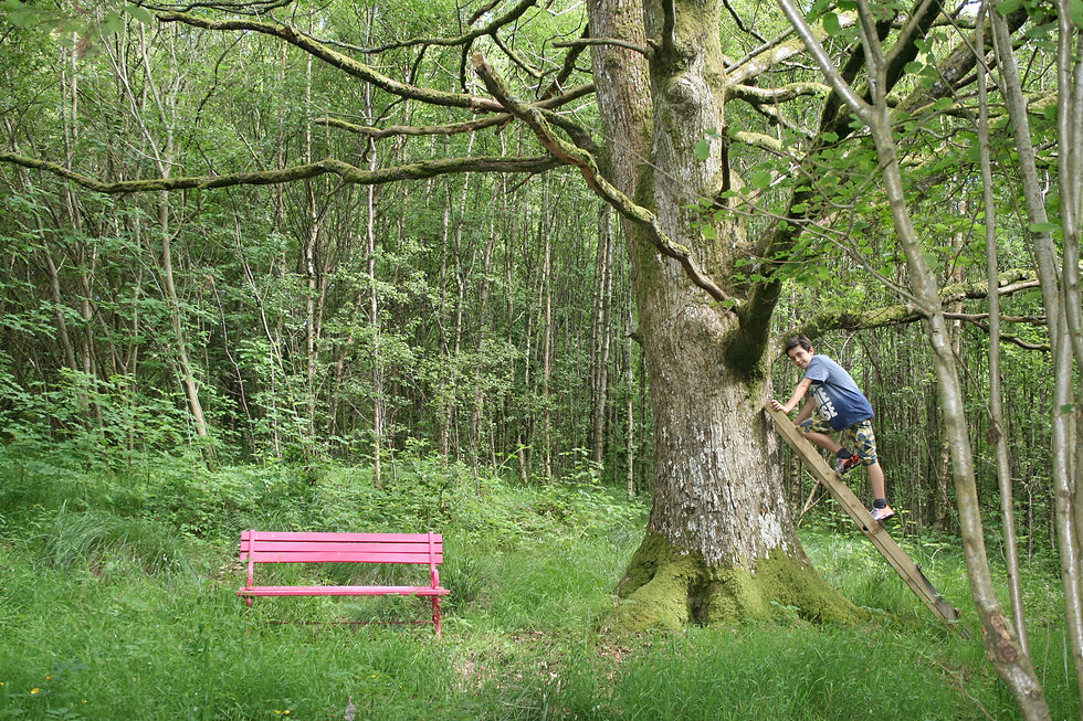 a perfect tree to climb