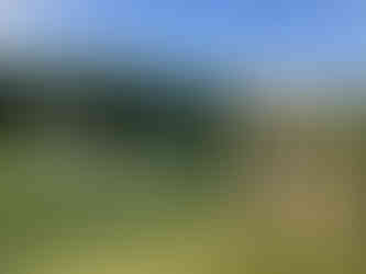 The pond behind the property at The Lake House