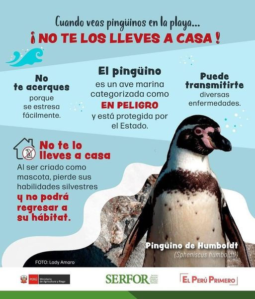 Protegiendo al Pingüino de Humboldt