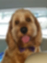Buddy.jpeg