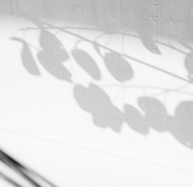 Lunaria shadows_edited.jpg