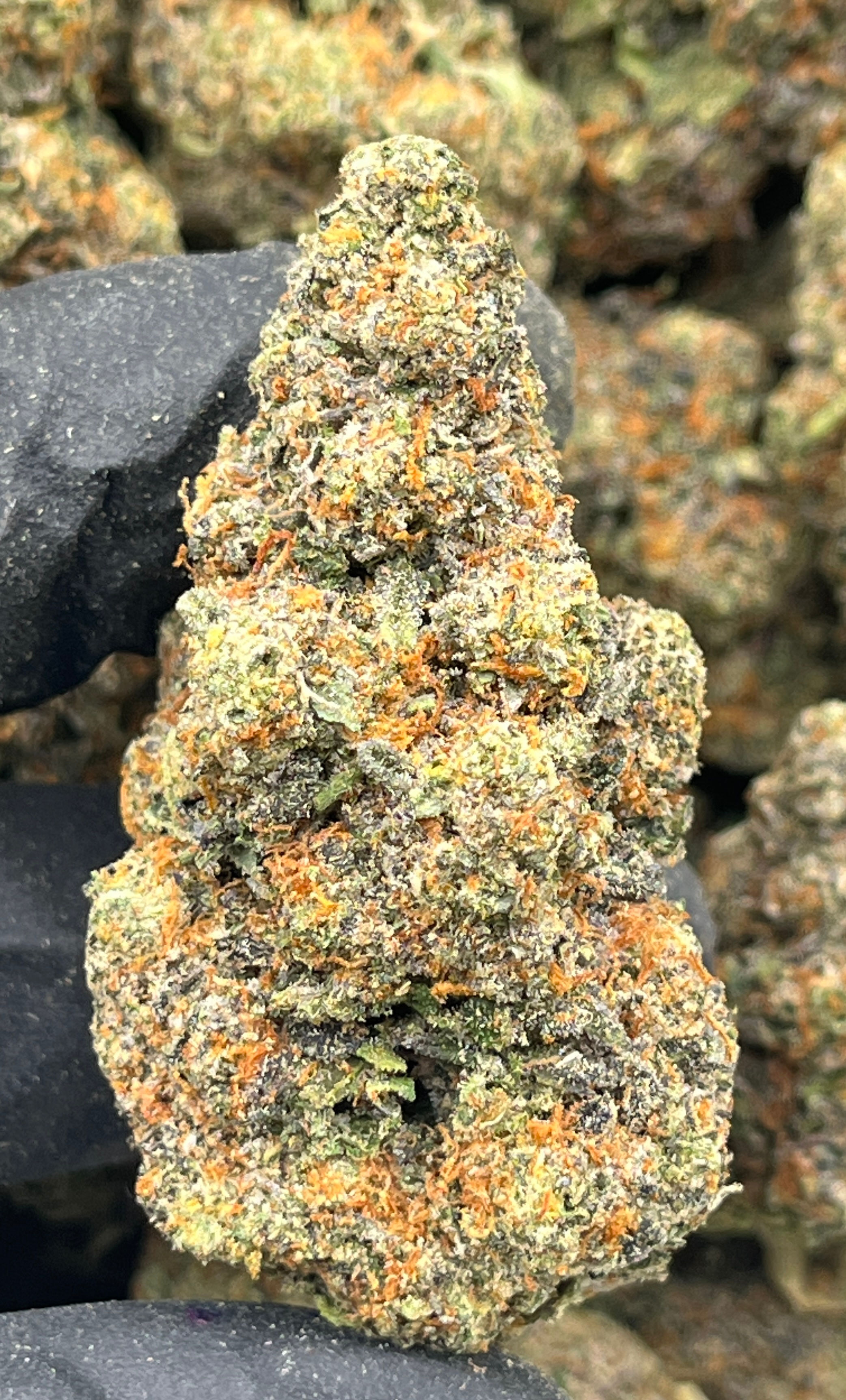 Night Shade - 31.71% - Indica