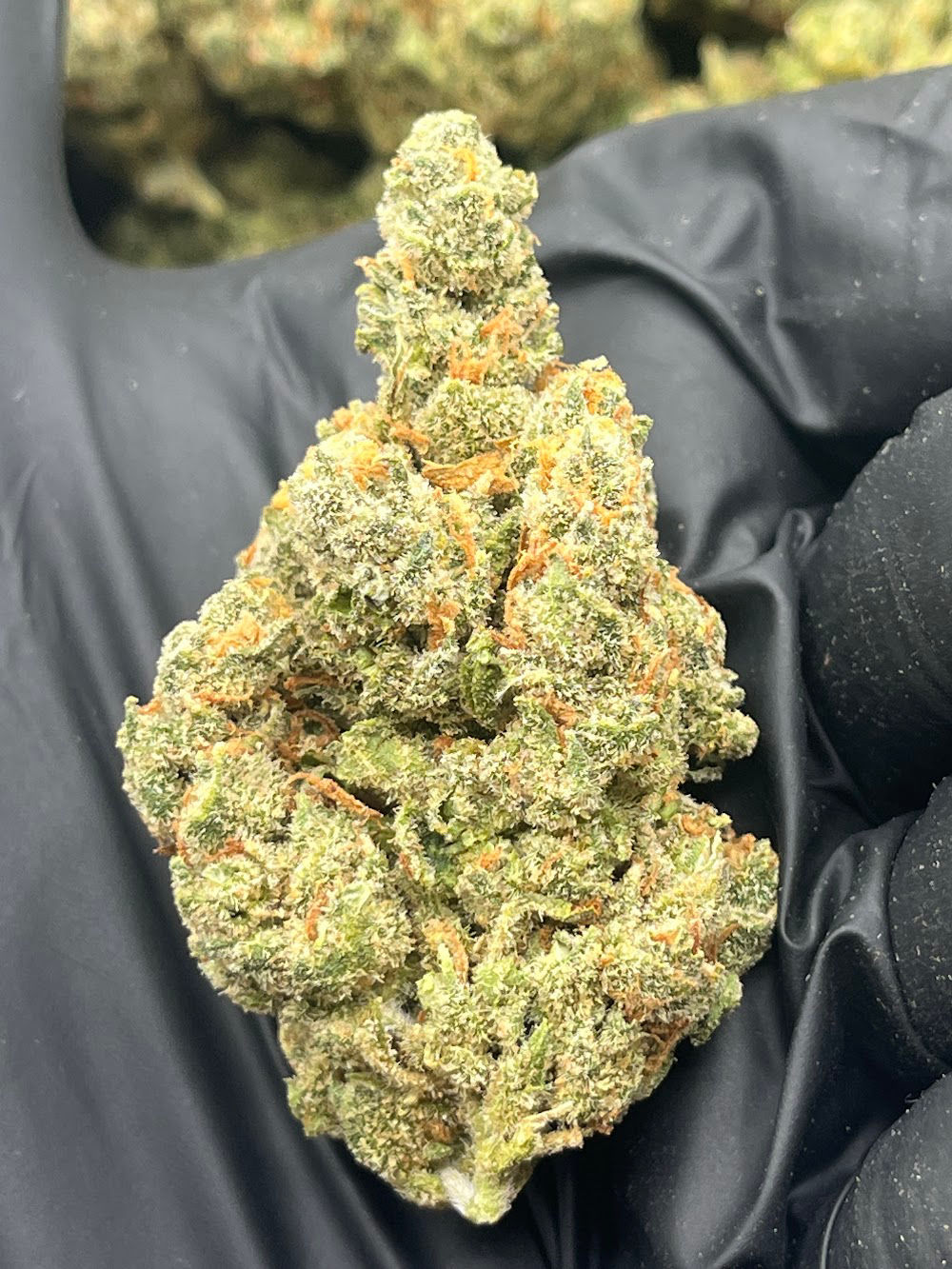 Jack Herer - 32.92% - Sativa