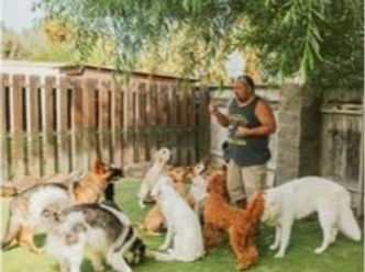 Keith training dogs at Woof to Wow!