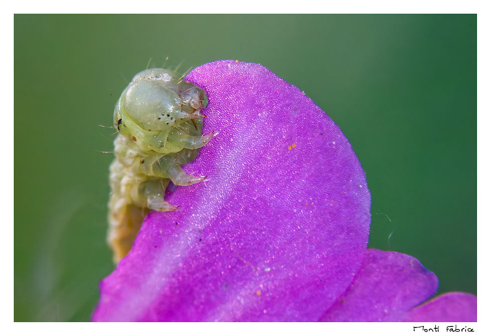 Phalène brumeuse (1,5 mm de large)