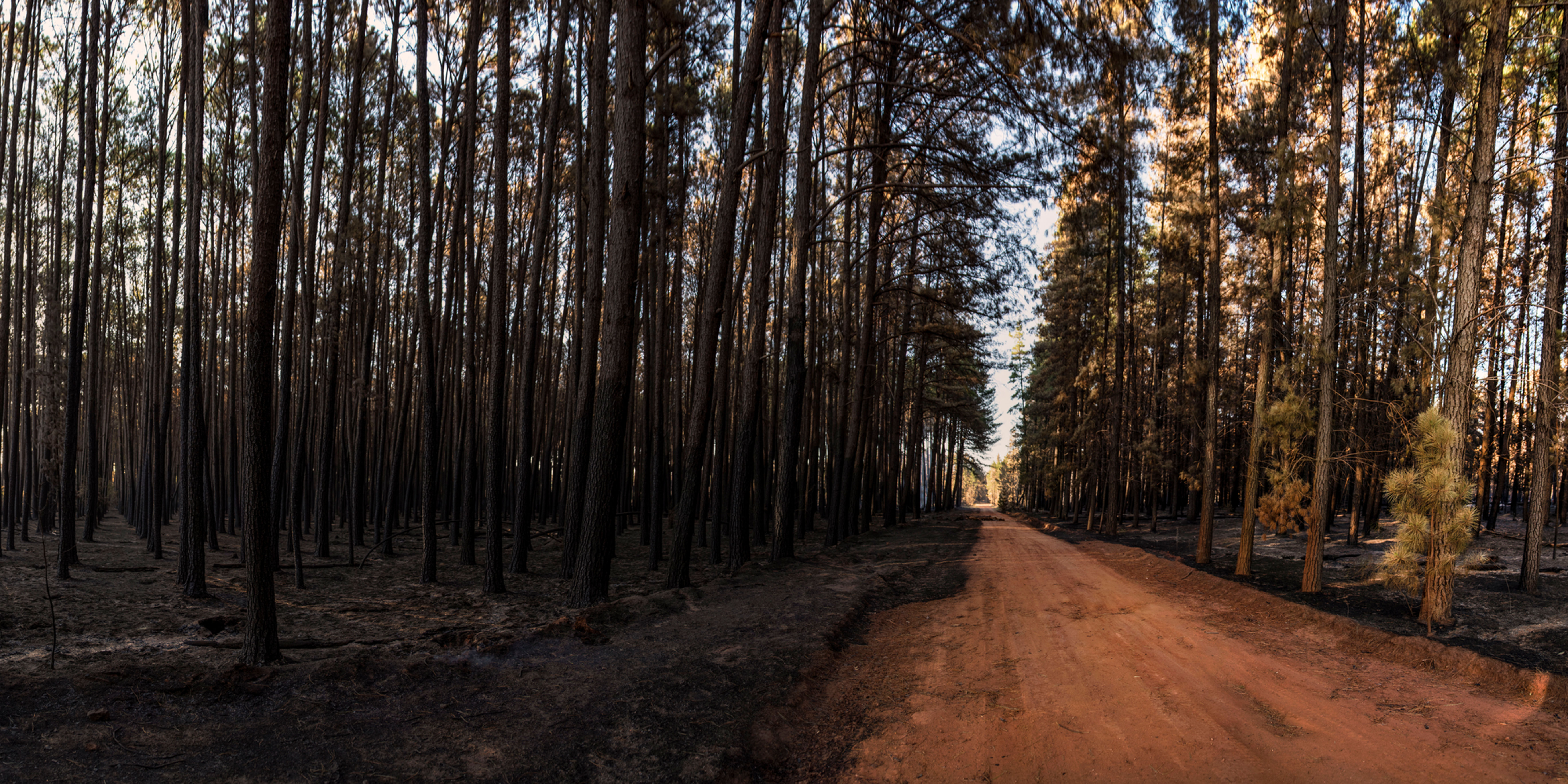 The Dark Side of the Forest