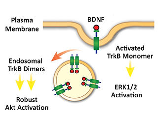 Figure 4_.jpg