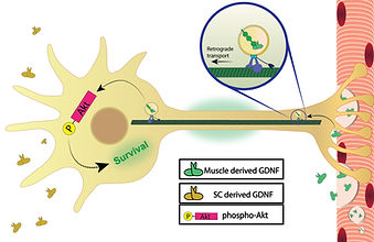 Fig7.jpg