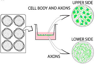 Figure 1.jpg