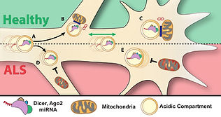 figure7.jpg