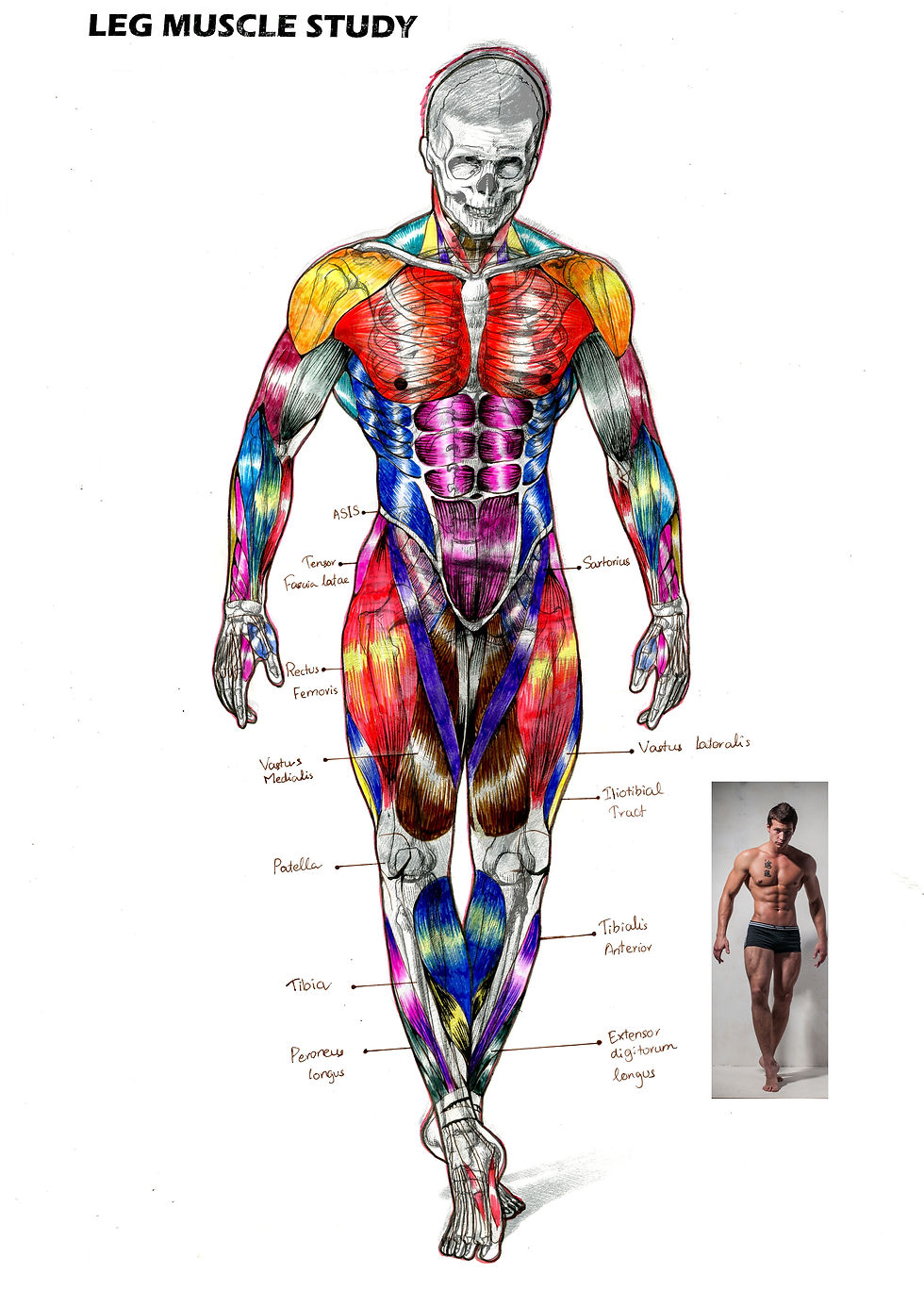 leg muscle study_04_ZIN ZIN PHYO.jpg