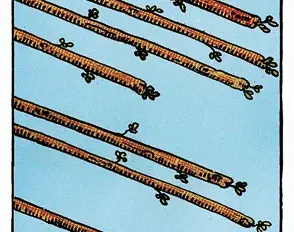 Eight of Wands
