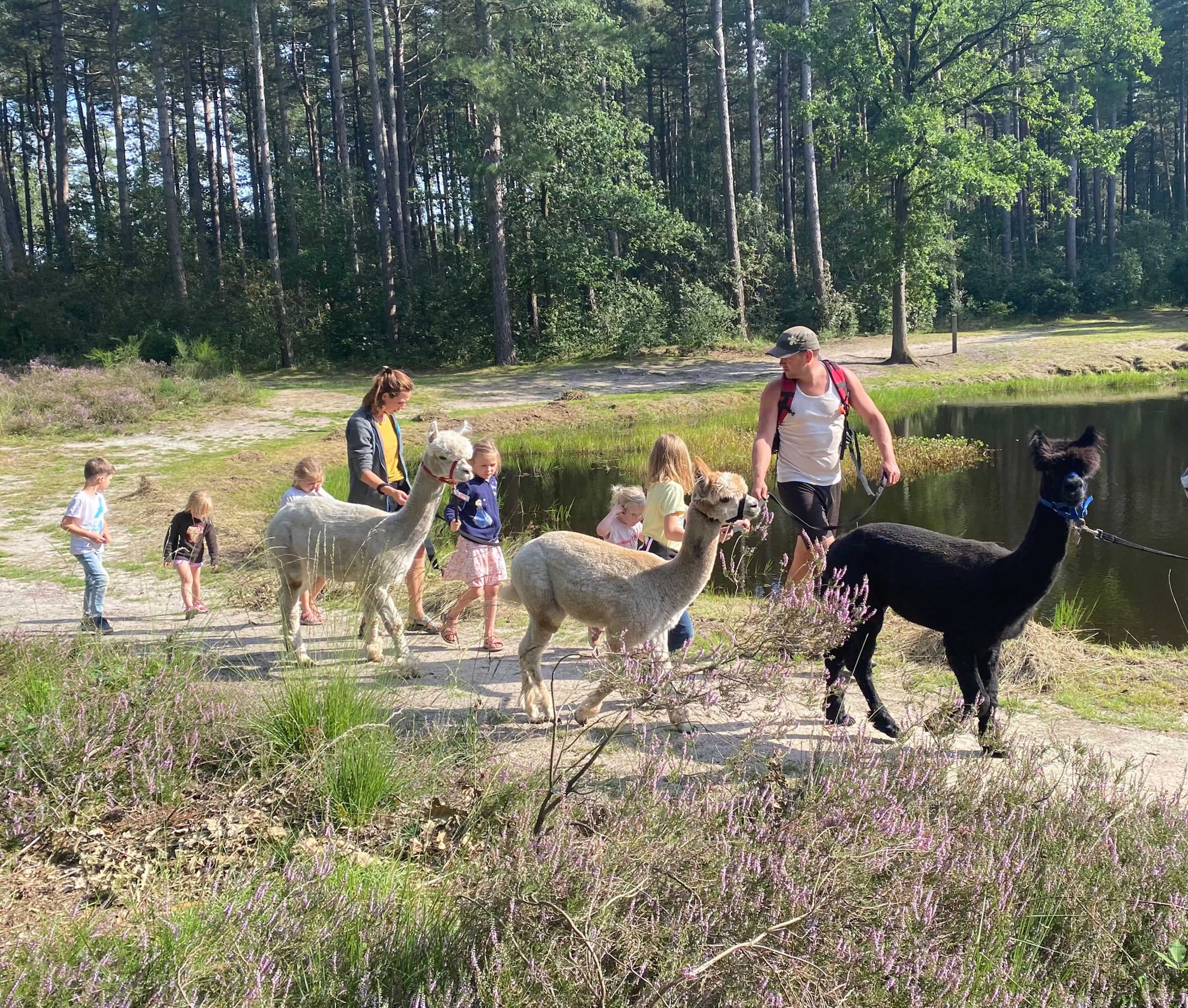 Alpacawandeling Tickets