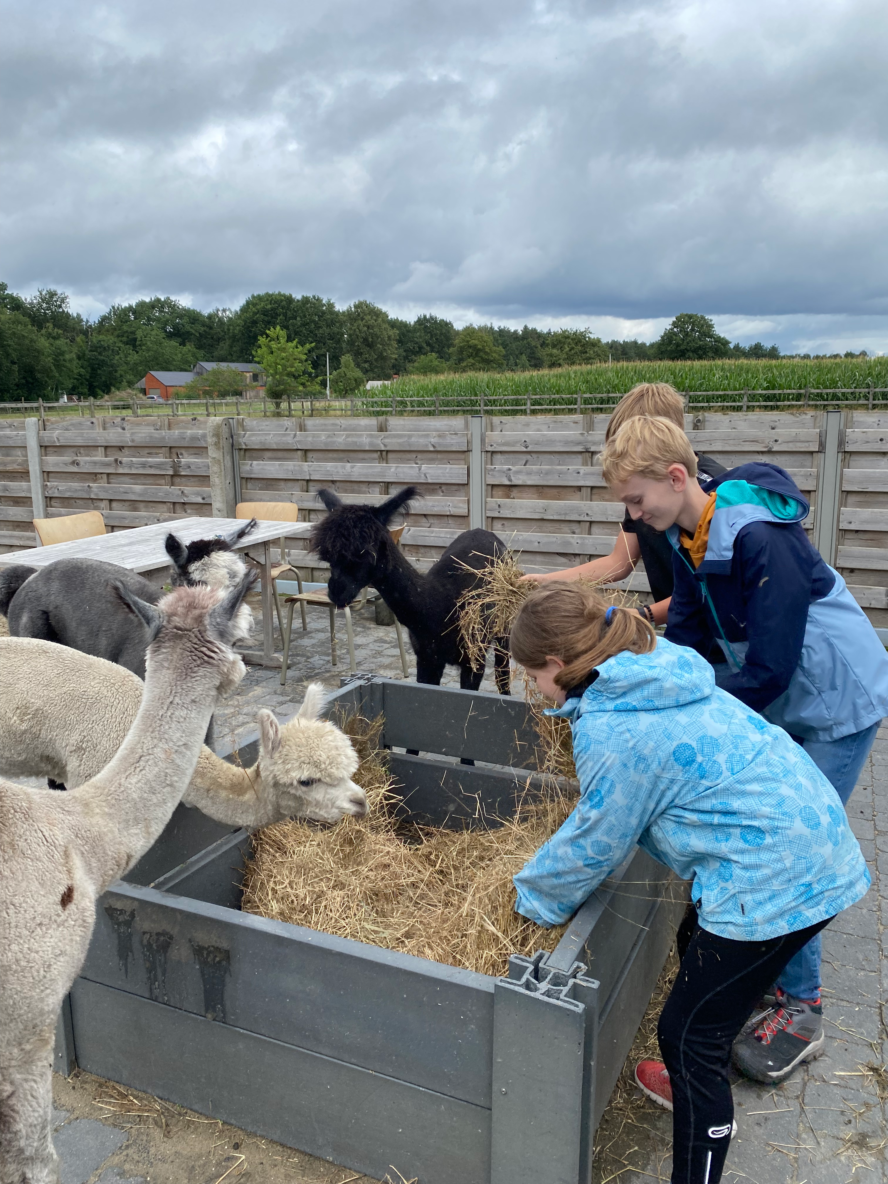 10 oktober 2026 Helpen Op De Boerderij