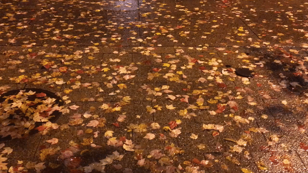 3 new haven nights.gif