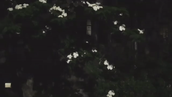 4 new haven nights.gif
