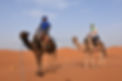 Camels.JPG