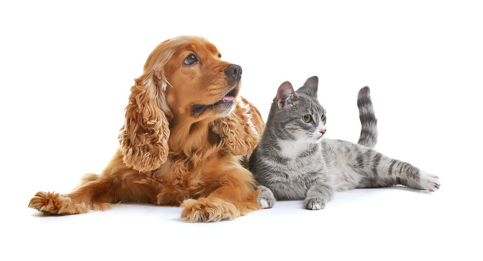 Veterinary Treaments