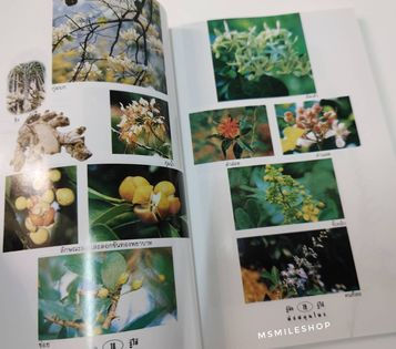 ภาพขนาดย่อ: หนังสือพืชสมุนไพรเจริญอาหาร