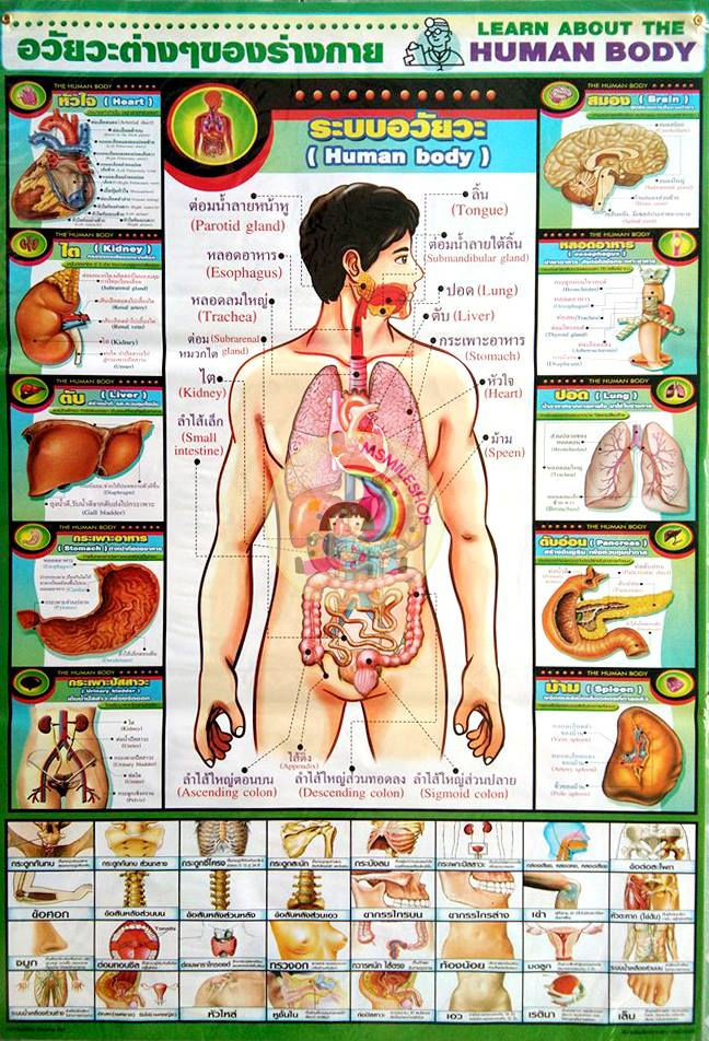 ภาพอวัยวะต่างๆของร่างกาย Human body ไทย-อังกฤษ