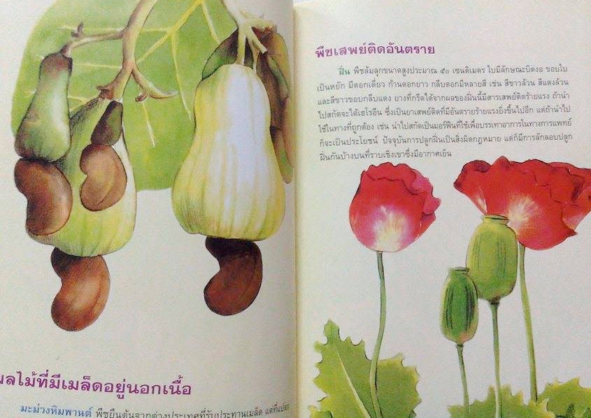 ภาพขนาดย่อ: หนังสือพืชพันธุ์ ปกแข็ง สารคดีธรรมชาติพิสดาร 23 ชนิด