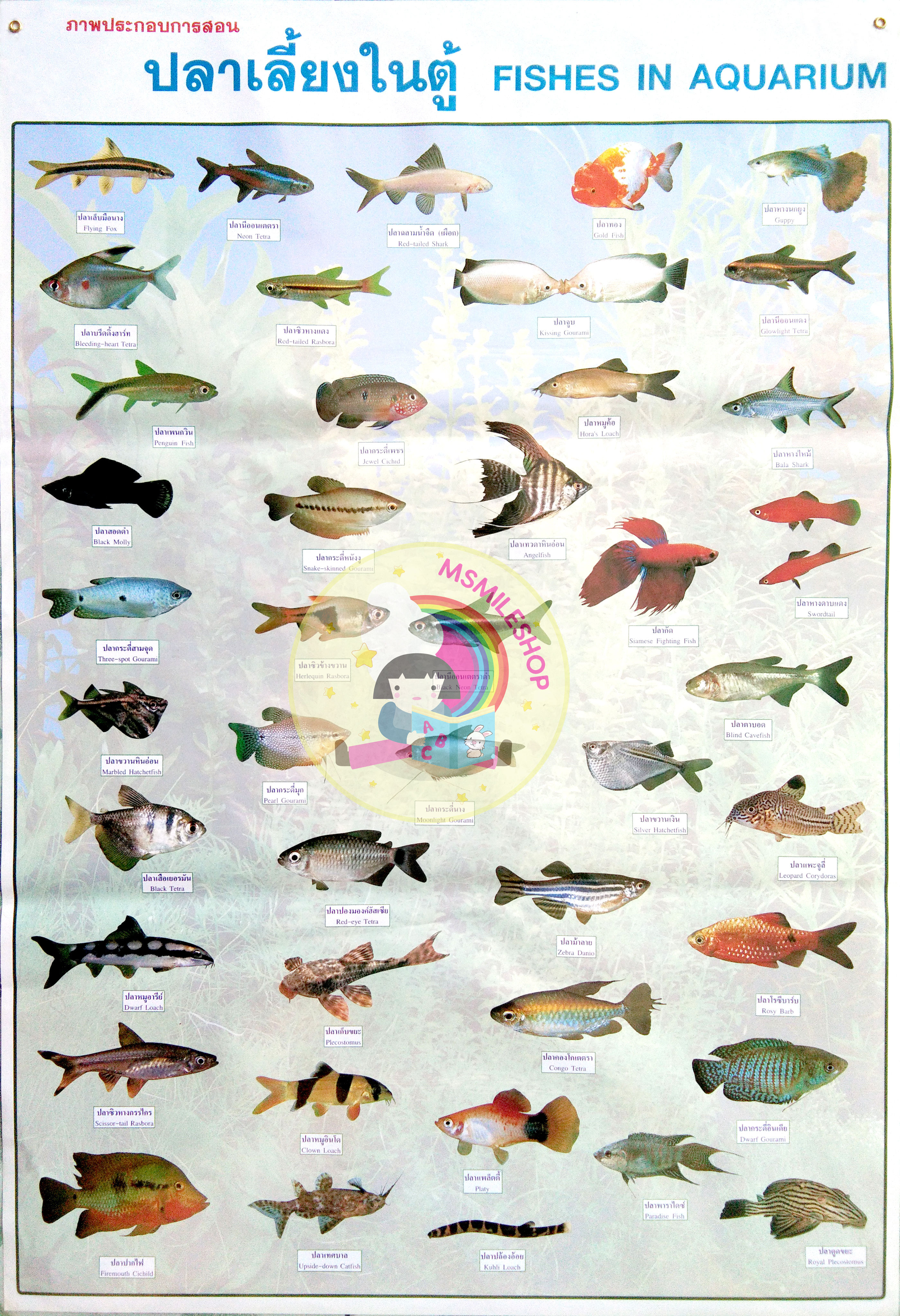 โปสเตอร์ ปลาเลี้ยงในตู้ fishes in aquarium
