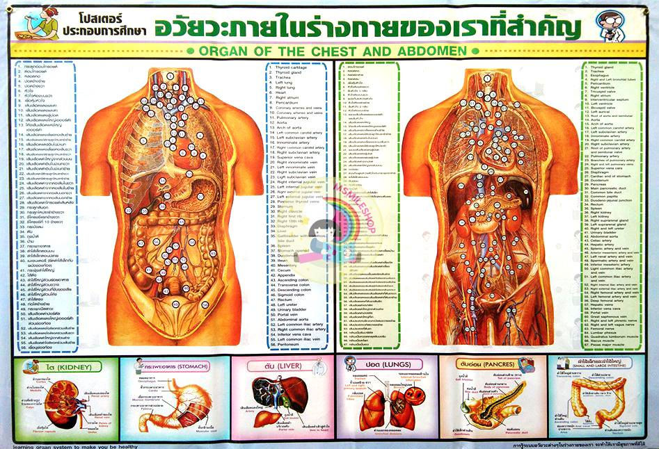 Pictures of the internal organs of our body ภาพอวัยวะในร่างกาย