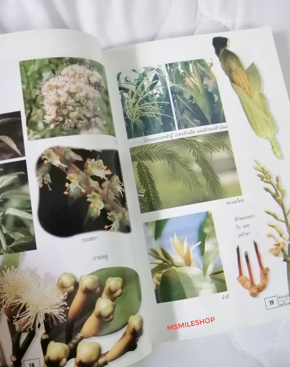 ภาพขนาดย่อ: หนังสือเครื่องดื่มพืชสมุนไพร 2 เล่ม