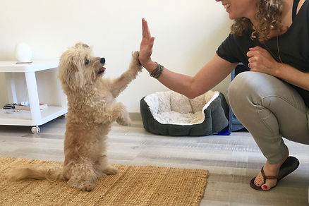 Tricks Training