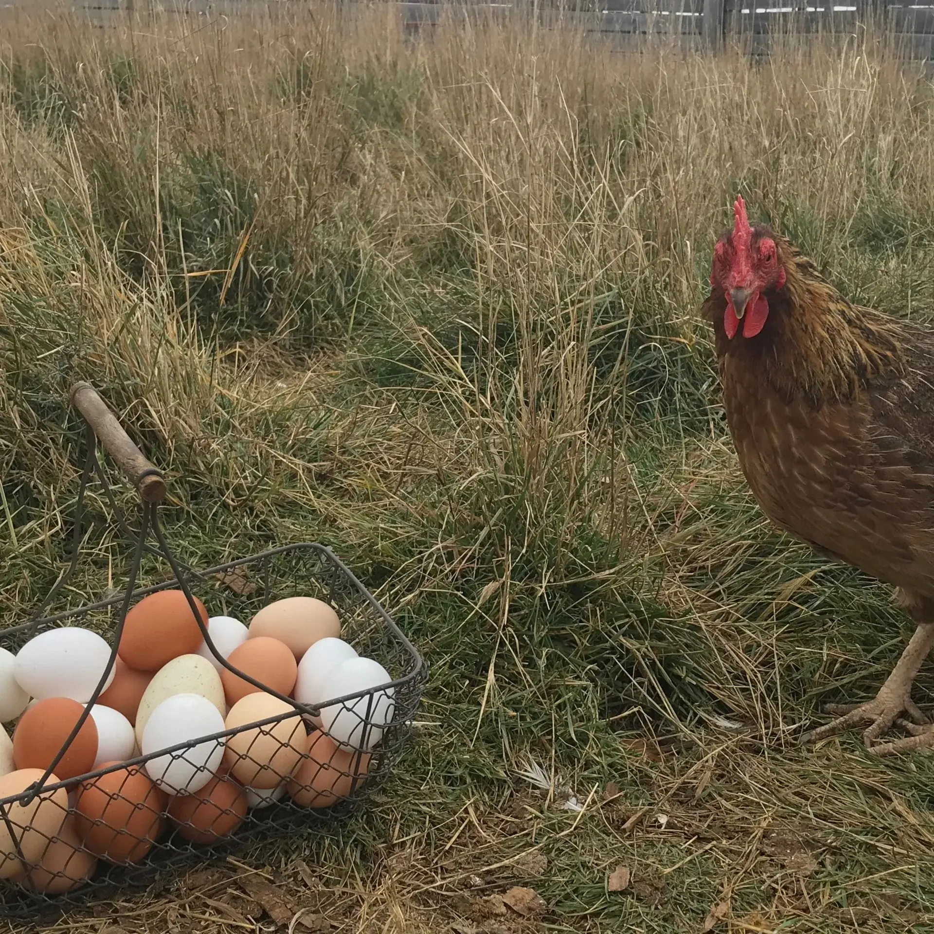 Farm Fresh Eggs