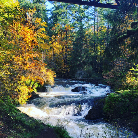 rapids in a fall forest 