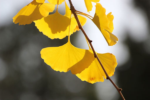 gingko-5789687_1920.jpg