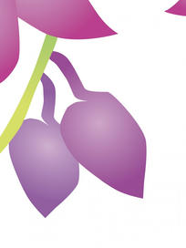 3 COOKTOWN ORCHID CLOSE-800x800.jpg
