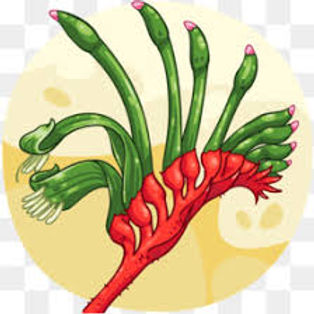 Red and Green Kangaroo Paw.jpeg