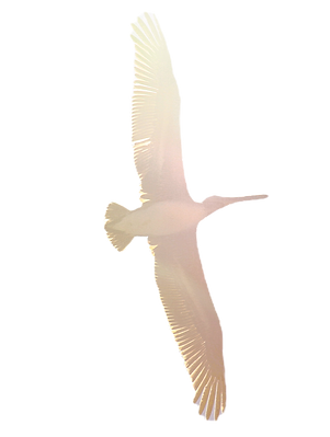 Booby_edited.png