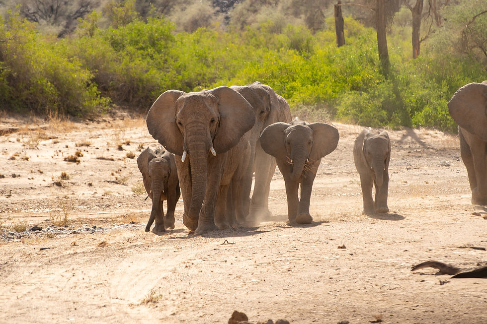 Desert Adapted Elephant