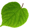 liepas lapa.png