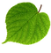 liepas lapa.png