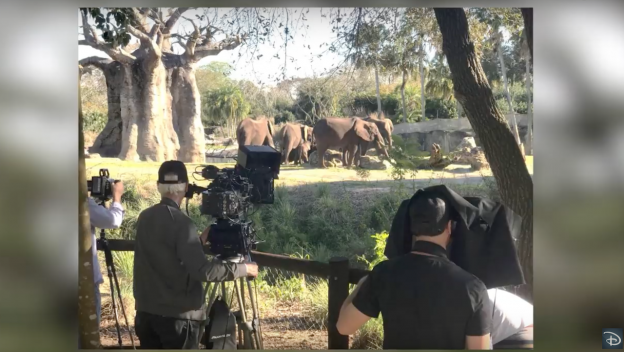 Disney’s Animal Kingdom Helps Inspire ‘The Lion King’ Film