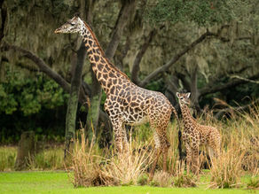 Amira, the Newest Giraffe Calf, Joins the Herd at Disney’s Animal Kingdom