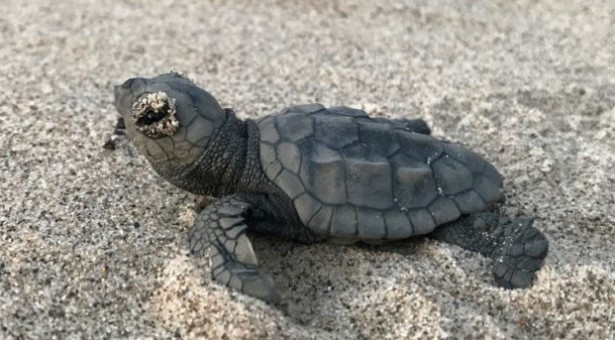 Tartarughina Caretta Caretta. Foto Benenati apparsa su "Il Giornale di Scicli" pubblicata il 24.8.19