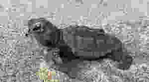 Tartarughina Caretta Caretta. Foto Benenati apparsa su "Il Giornale di Scicli" pubblicata il 24.8.19